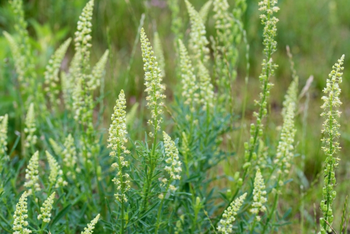 Резеда желтая