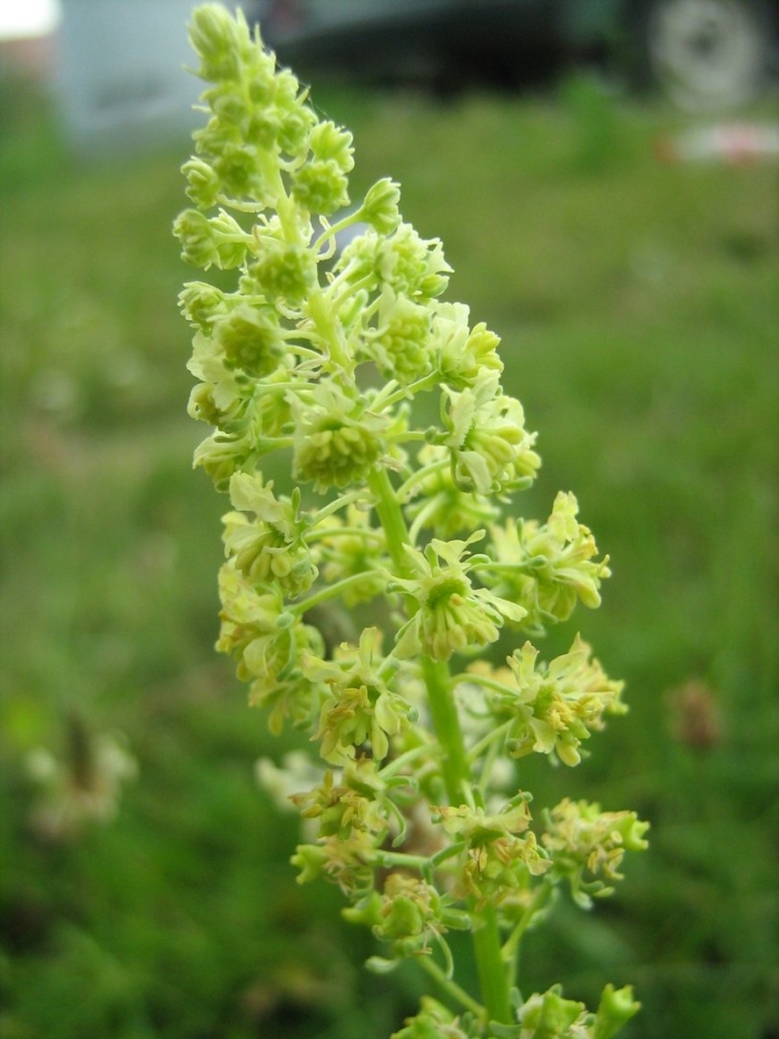 Reseda lutea