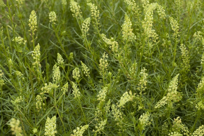 Резеда растение