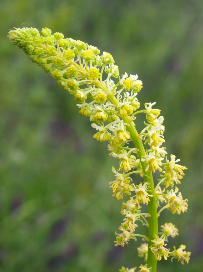 Reseda lutea
