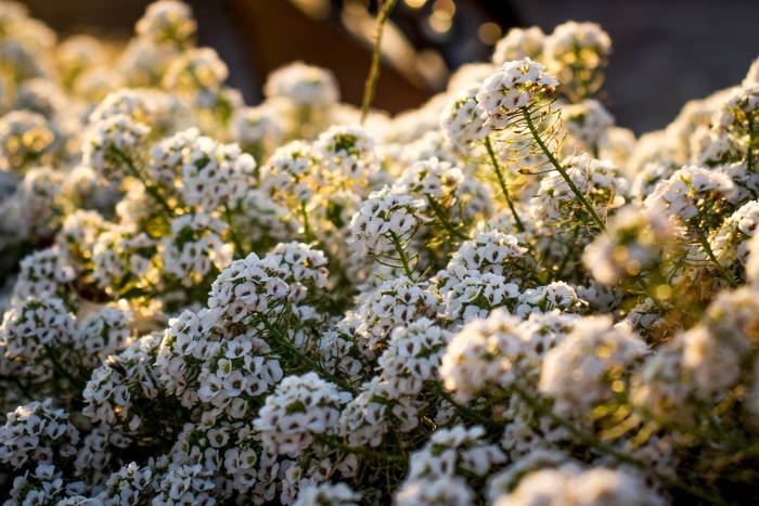 Алиссум лобулярия снежный ковер