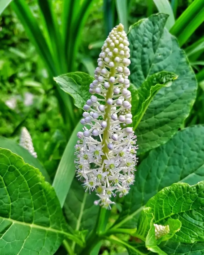 Лаконос американский фитолакка