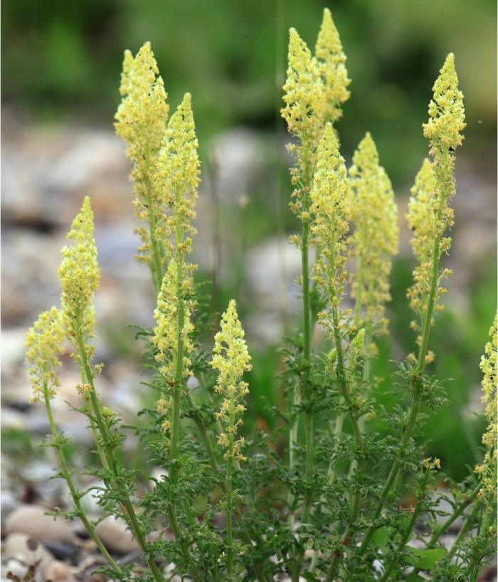 Резеда душистая