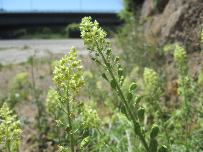 Lepidium campestre клоповник полевой