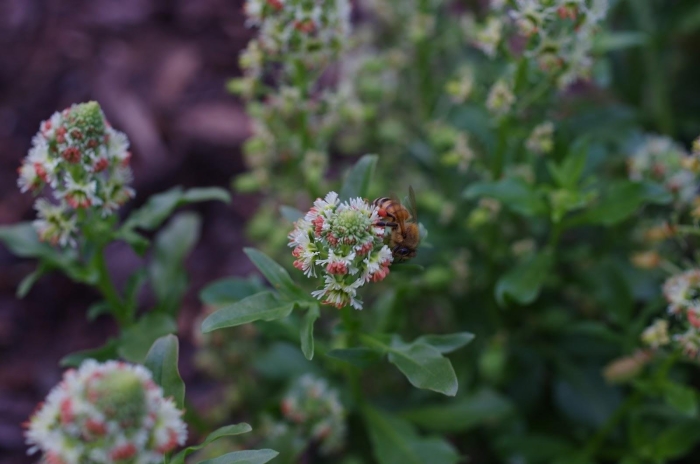 Резеда душистая хавская