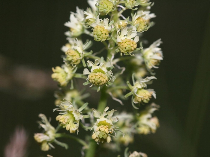 Reseda lutea