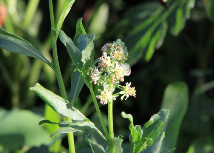 Резеда душистая хавская