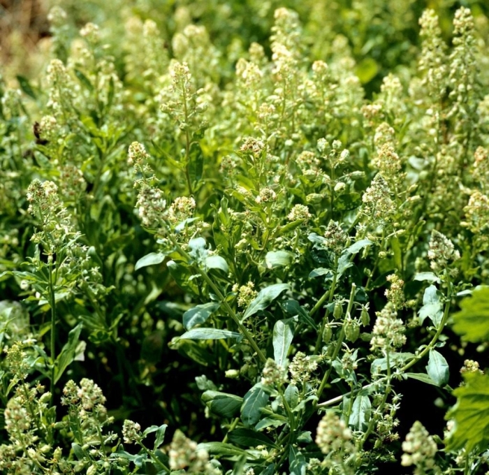 Резеда душистая медонос