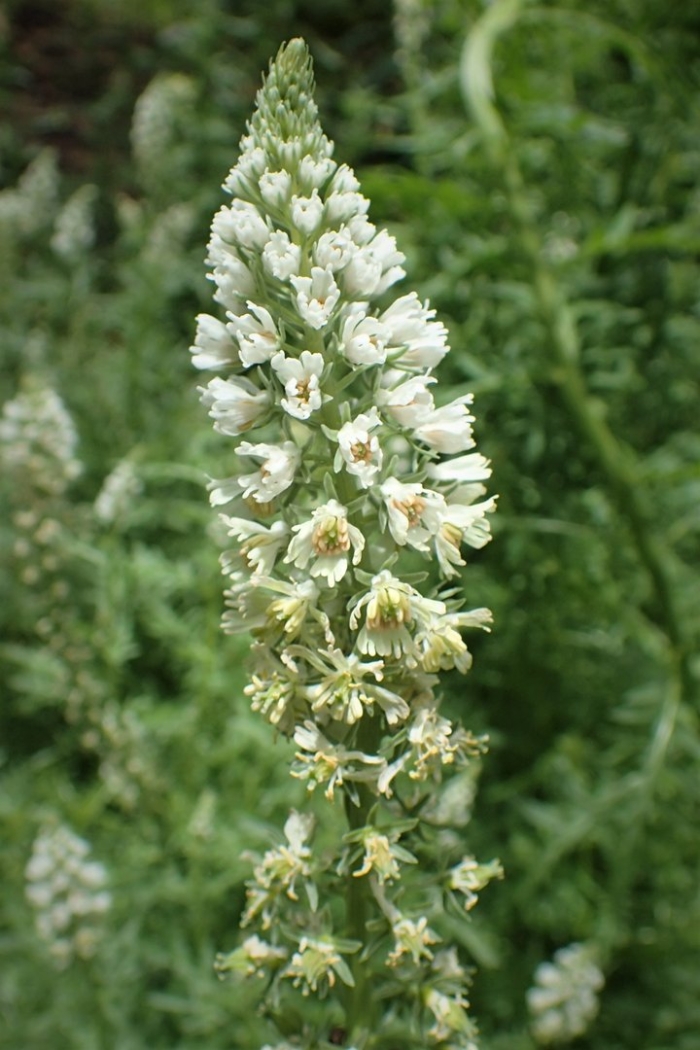 Резеда одор