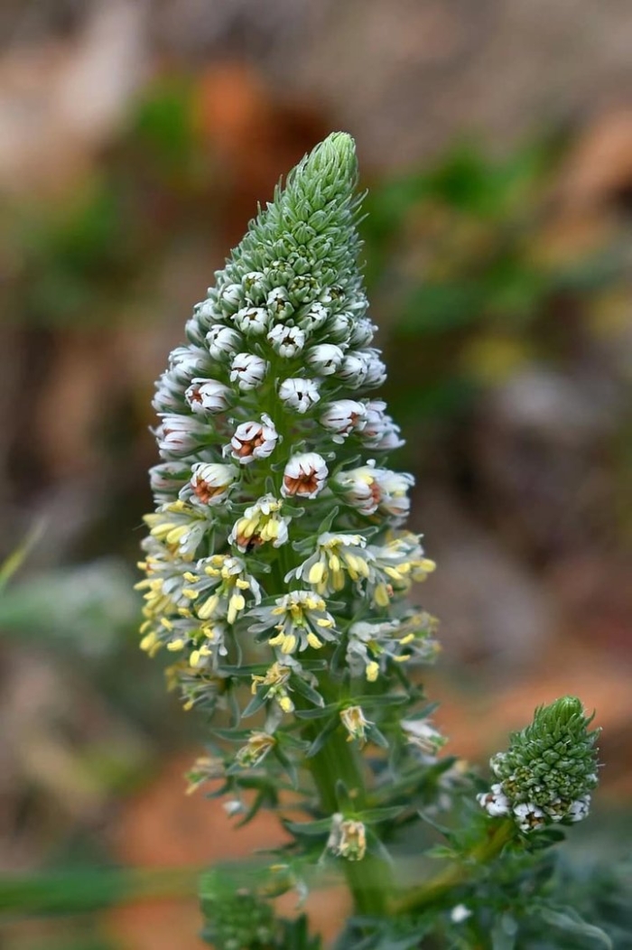 Резеда растение