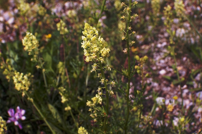 Reseda lutea