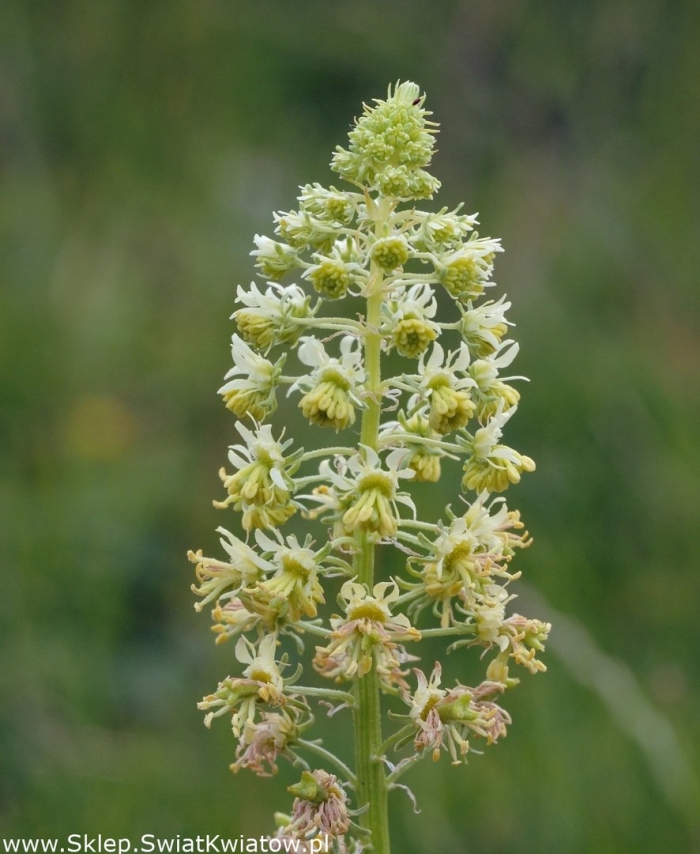 Резеда желтая