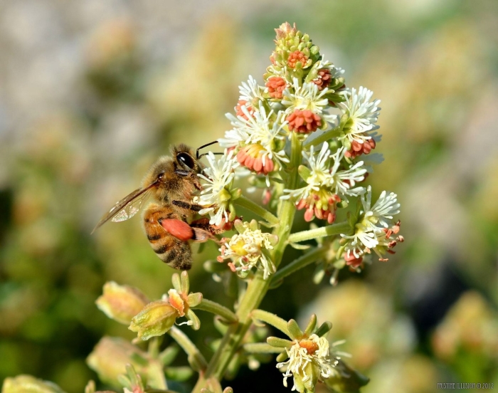 Резеда медонос