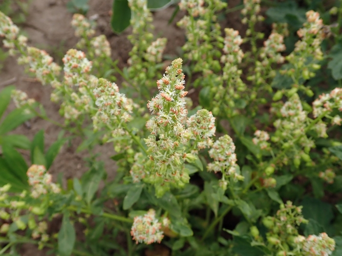 Цветок резеда душистая