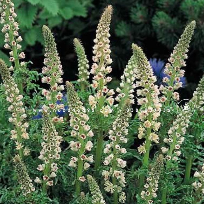 Verbascum chaixii