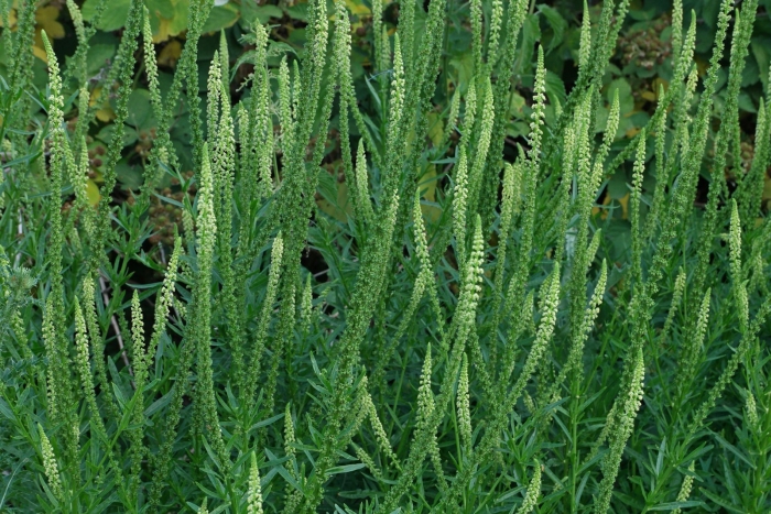 Veronicastrum virginicum