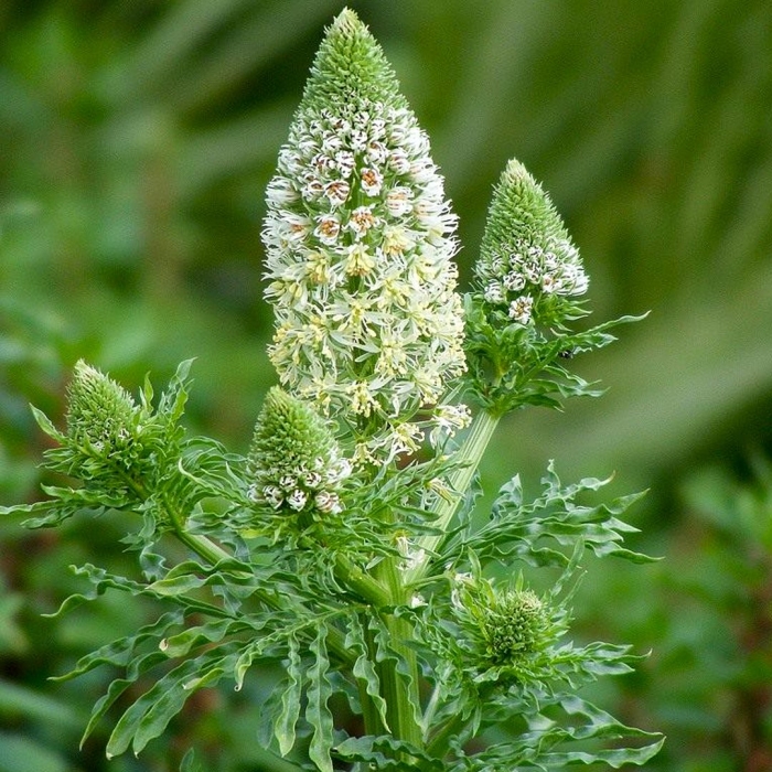 Цветок резеда