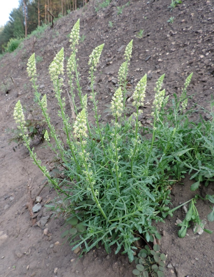 Резеда душистая