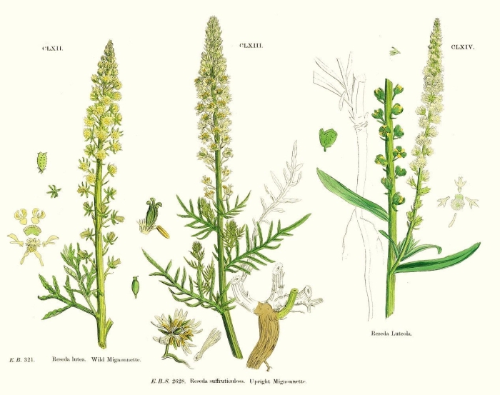 Полынь обыкновенная artemisia vulgaris