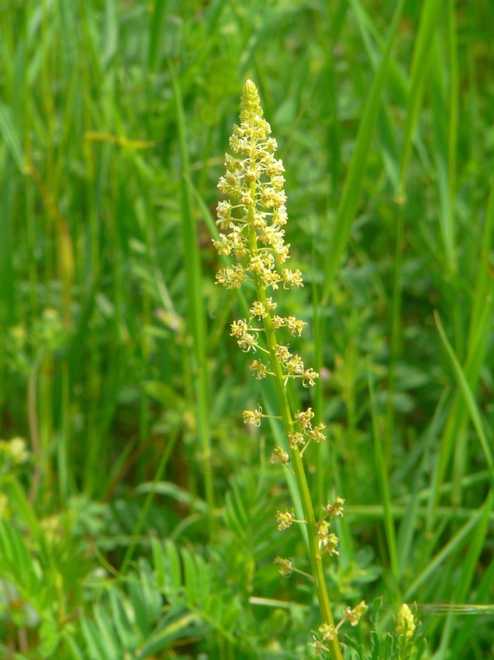 Reseda lutea