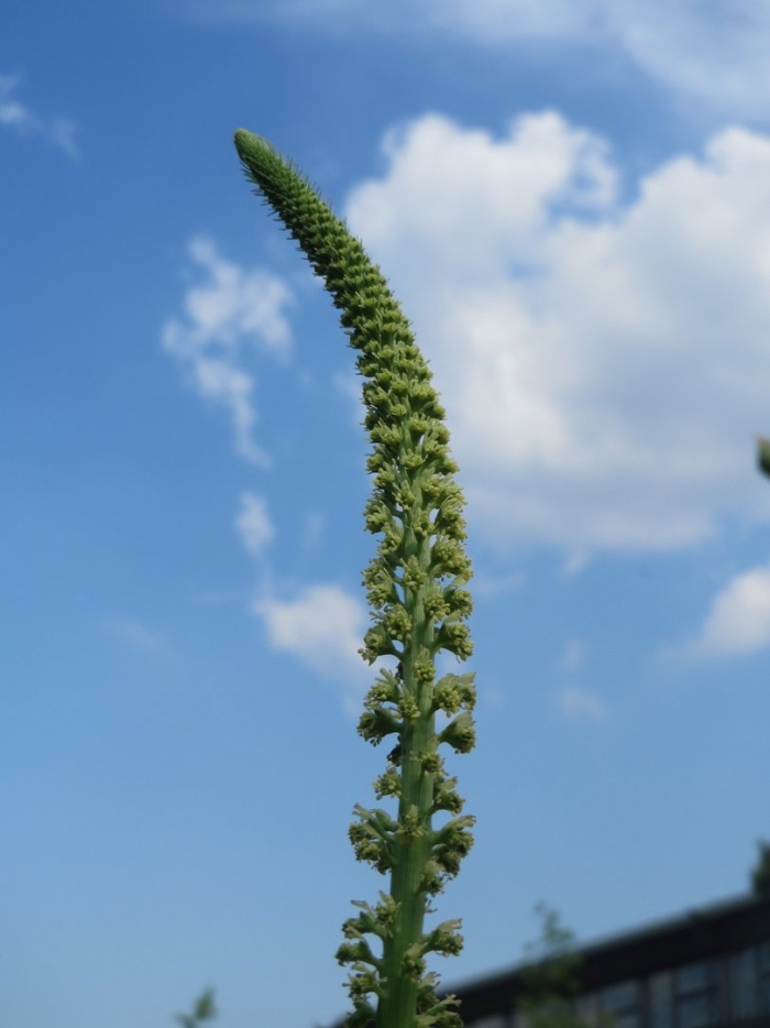 Reseda luteola