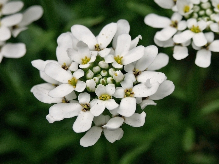 White flower