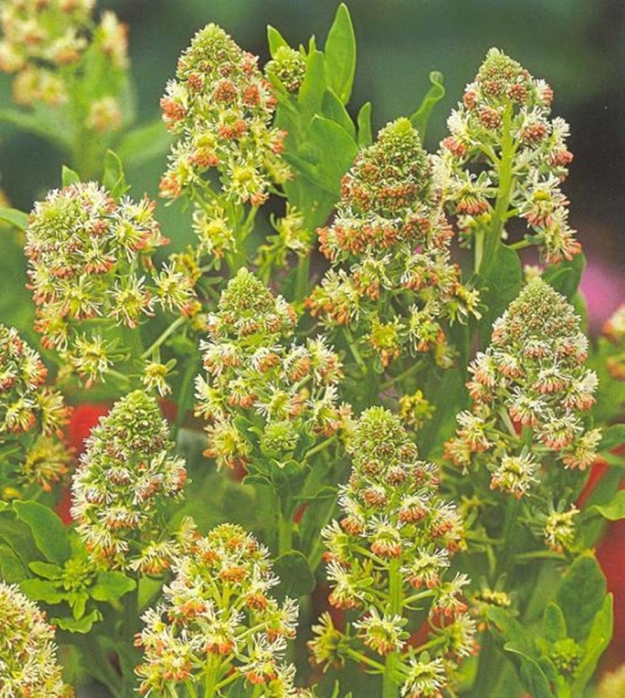 Резеда душистая хавская