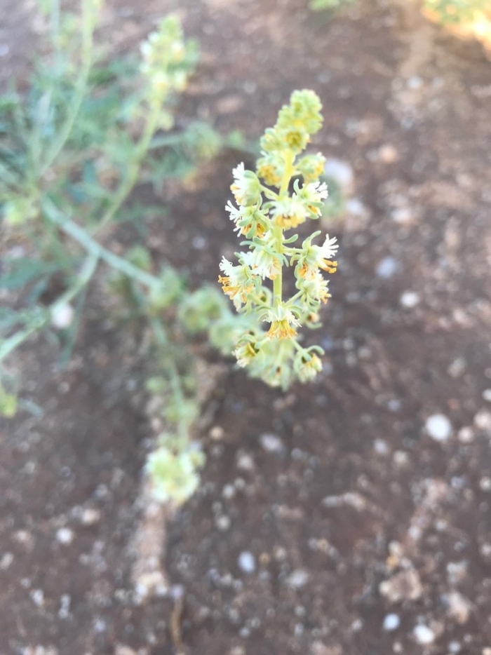 Резеда цветок