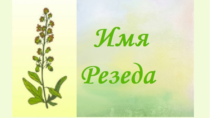 Резеда имя