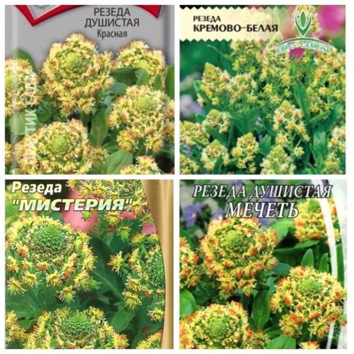 Семена резеда душистая