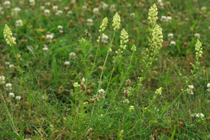 Резеда душистая