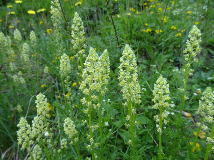 Reseda lutea