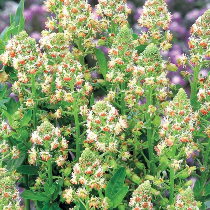 Резеда душистая