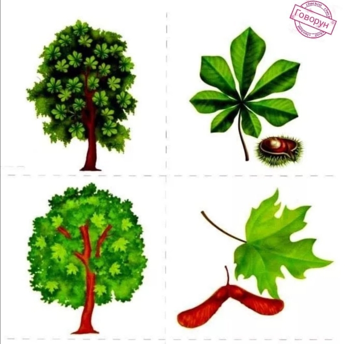 С какого дерева листок дидактическая игра