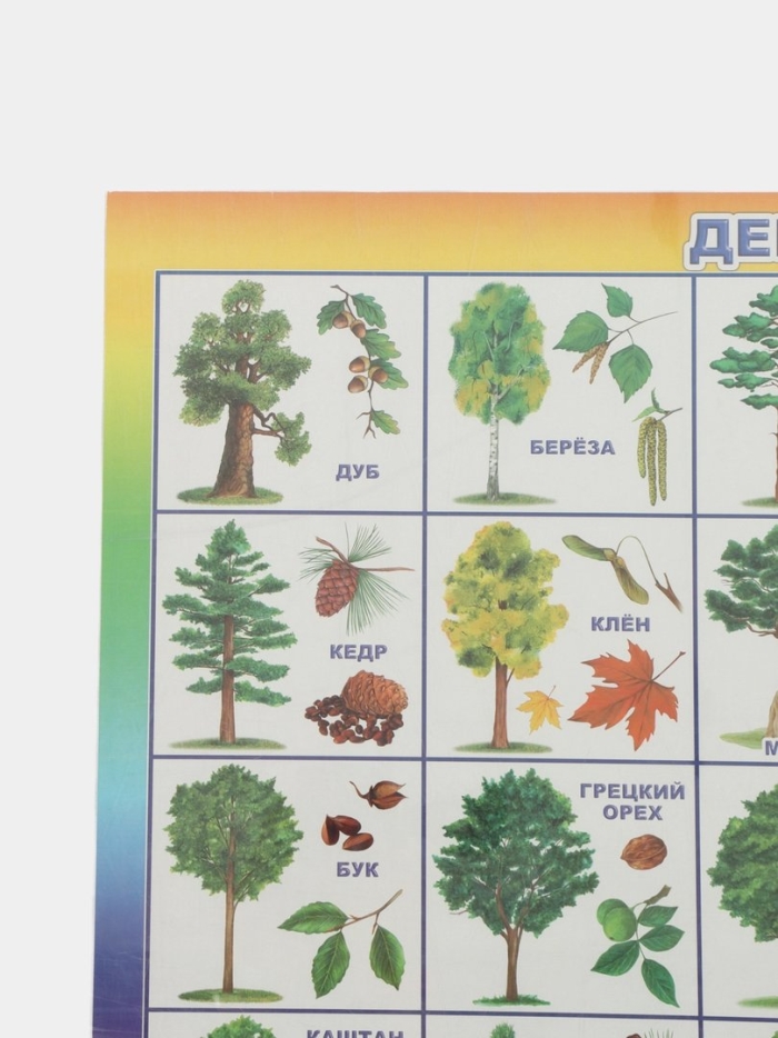 Лото с какого дерева лист