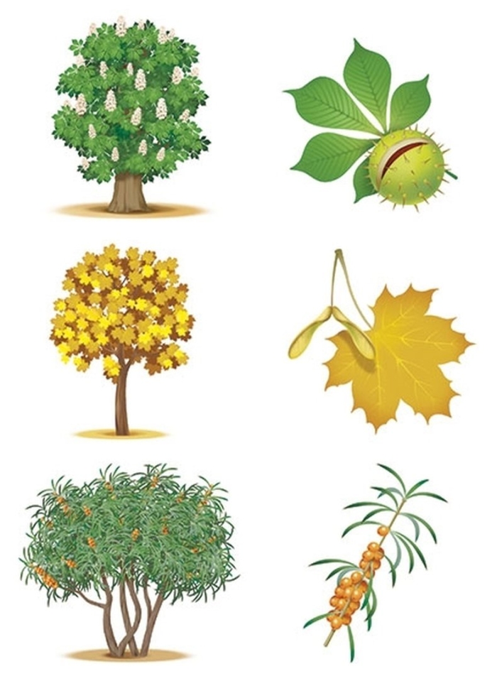 Карточки деревья и кустарники для детей