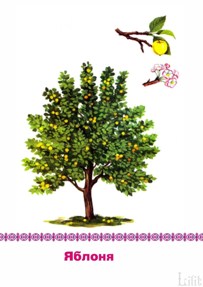 Яблоня и ее плоды