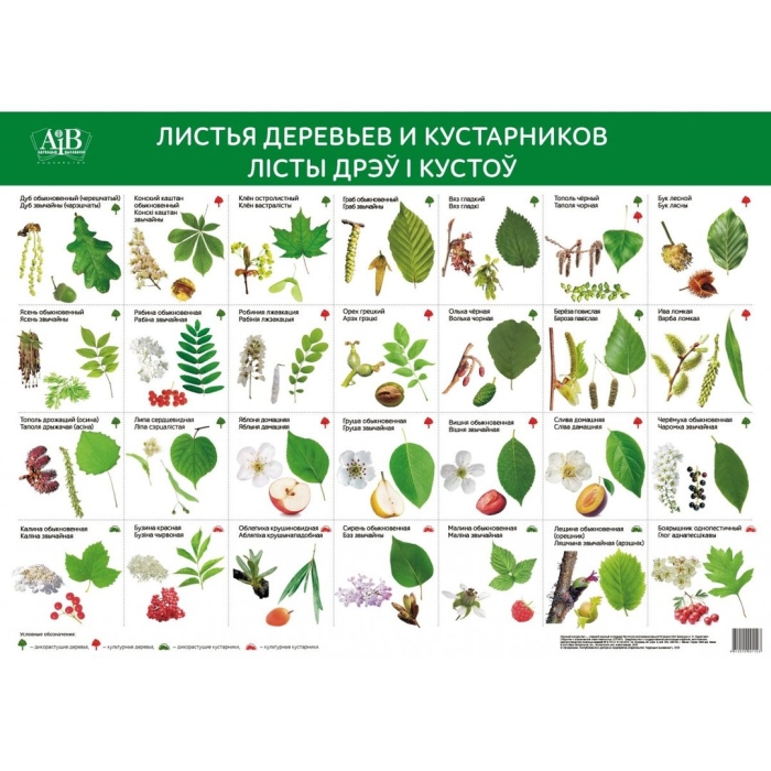 Листья деревьев и кустарников