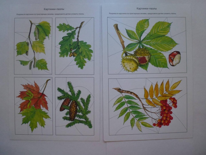 Дидактическая игра с какого дерева листок