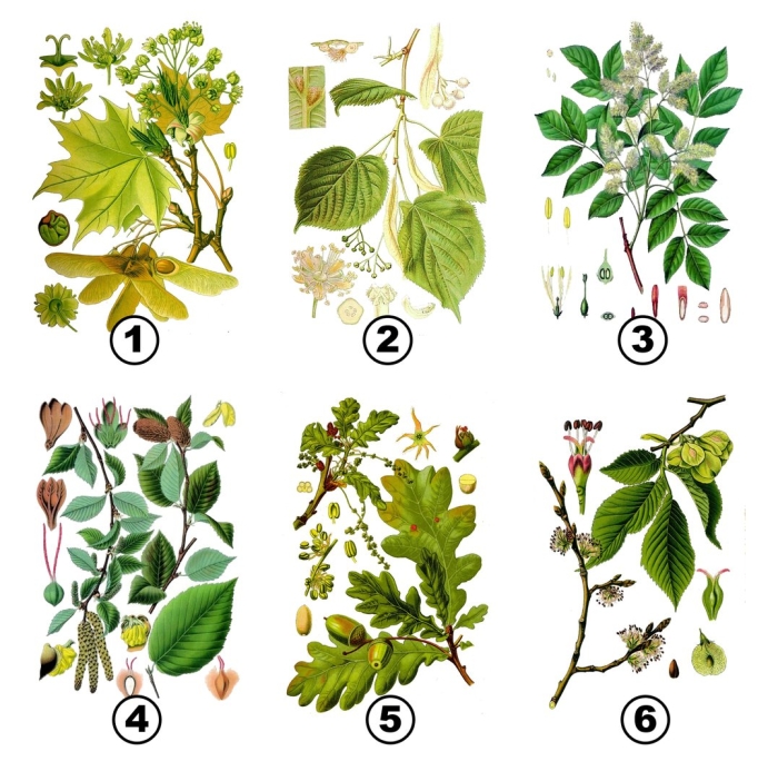 Деревья примеры