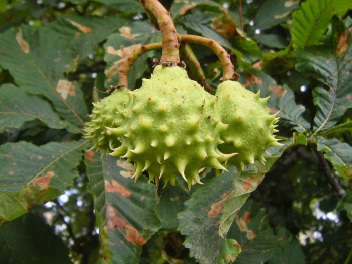 Конский каштан обыкновенный aesculus hippocastanum