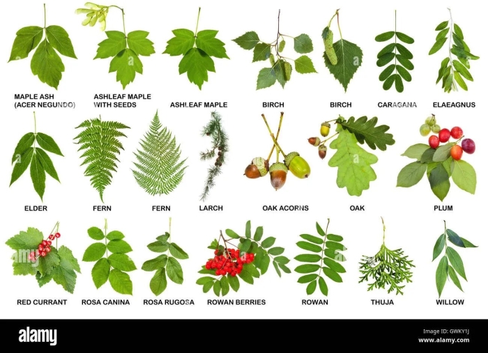 Листья деревьев с названием