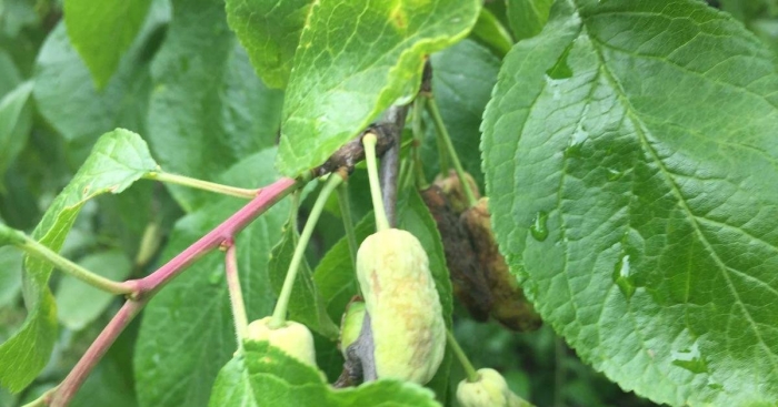 Дерево кустарник