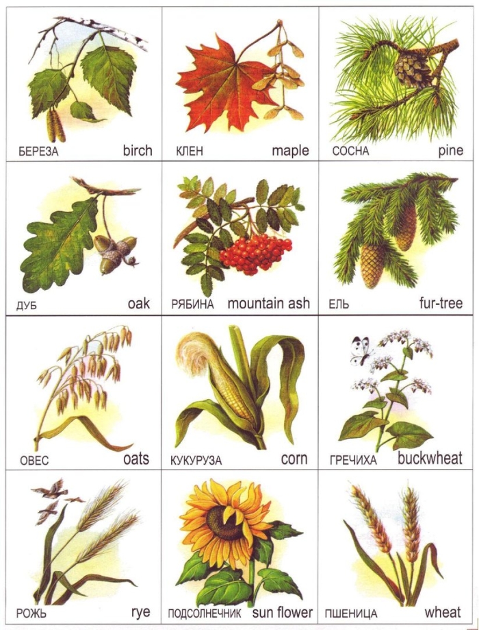 Листья и деревья с названиями для детей