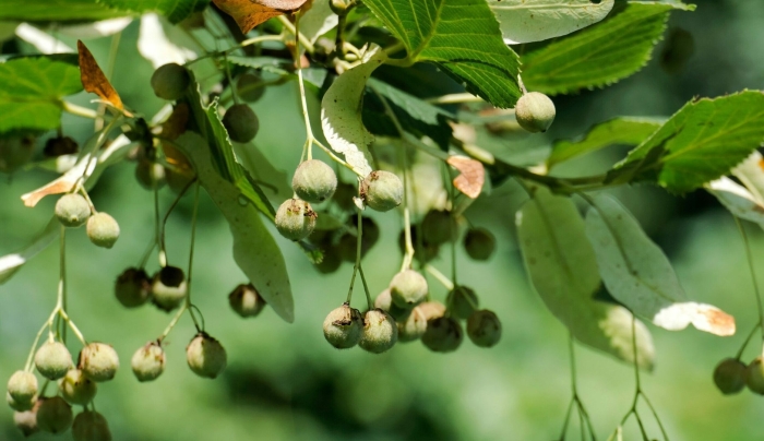 Tilia cordata плод