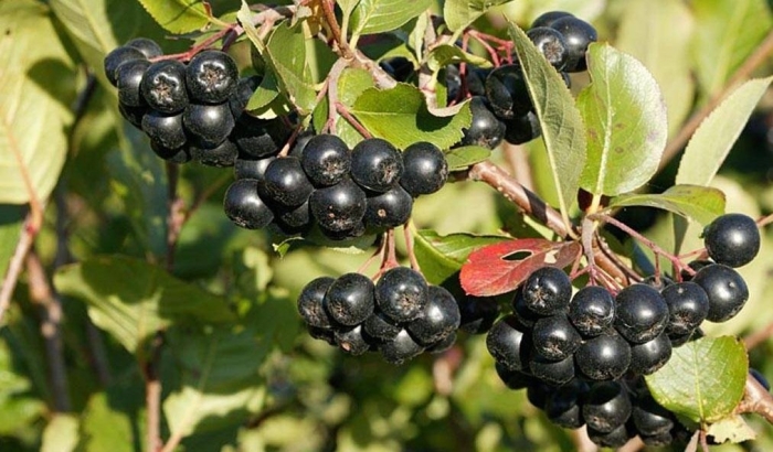 Черноплодная рябина арония