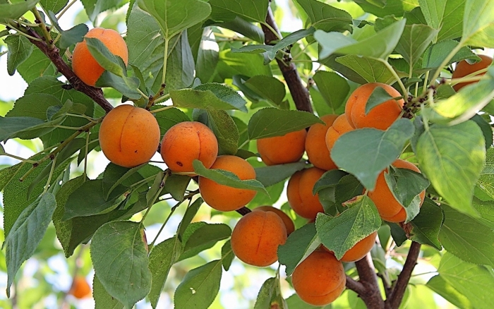 Кульга абрикос