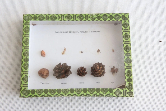 Сосна пиния шишки семена