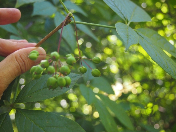 Eleutherococcus senticosus