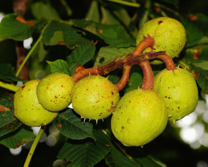 Незрелый каштан